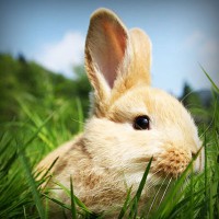 /album/dercurire/photolia-a03-jpg/