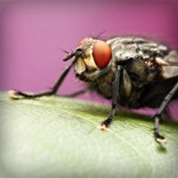 /album/dercurire/photolia-a08-jpg/